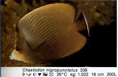 Chaetodon nigropunctatus